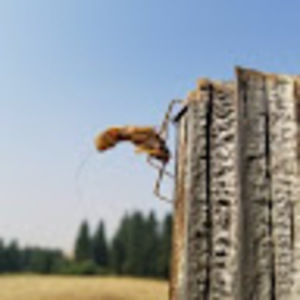 Meet your Posher, Krystal